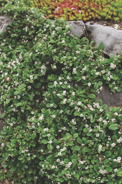 Кизильник Даммера Ейхольц / Айхольц | Cotoneaster dammeri / radicans Eichholz | Кизильник Даммера Эйхольц / Айххольц